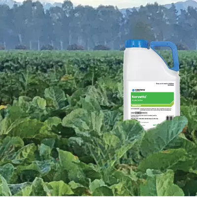 Forage Brassicas