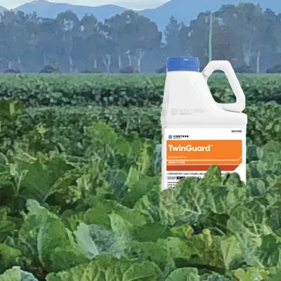 Forage Brassicas