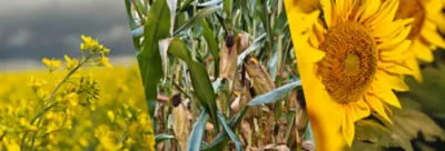 Pioneer seeds Mobile