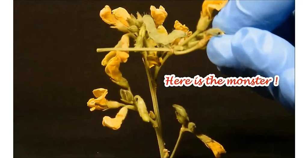 Delegate Helicoverpa english