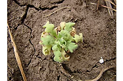 Web_Hero_Carousel-Common-Poppy-Corn