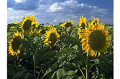 Web_Hero_Carousel-sunflowers
