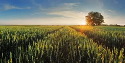 Wheat field picture
