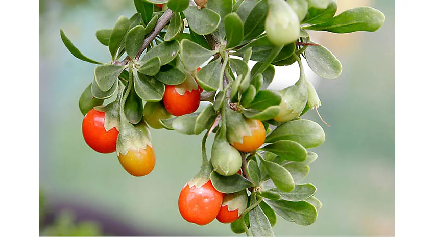 African boxthorn
