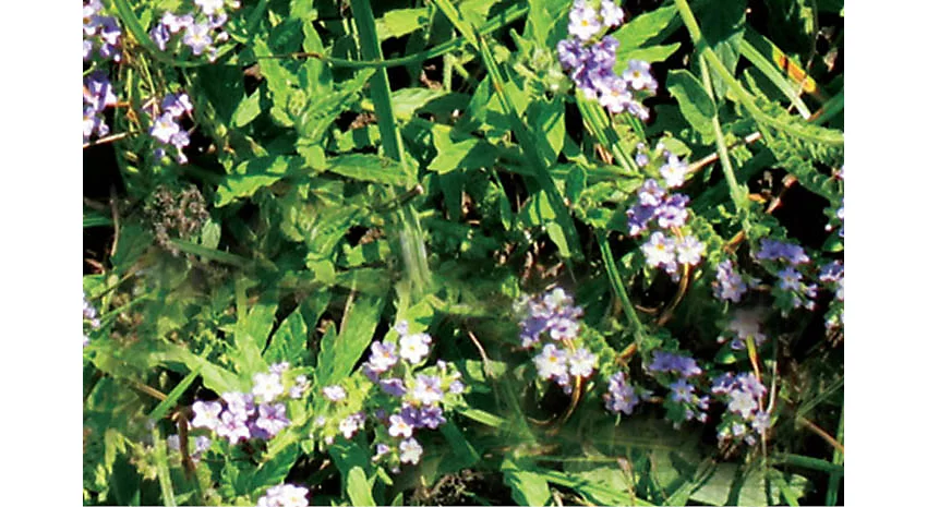 Blue Heliotrope