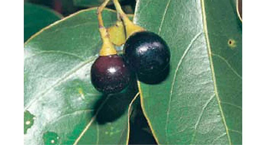 Camphor