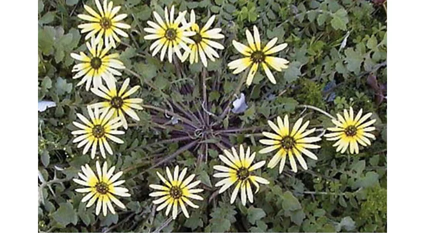 capeweed