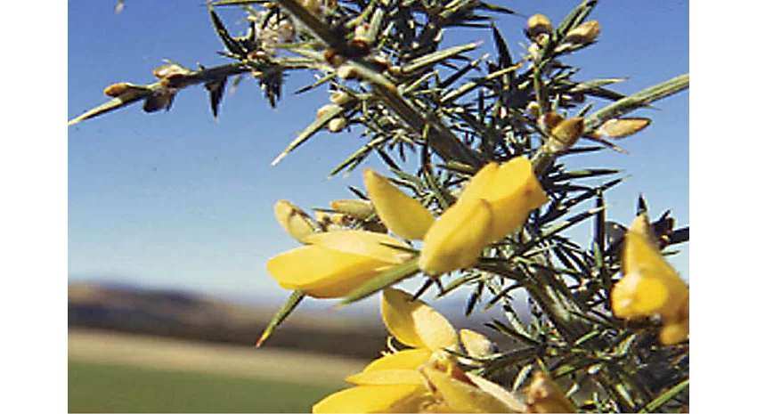 Gorse