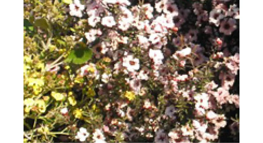 Manuka