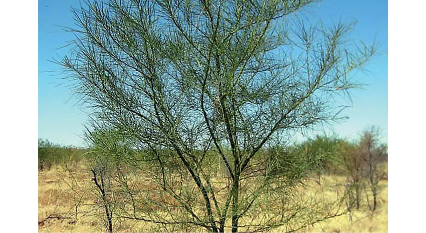 Parkinsonia