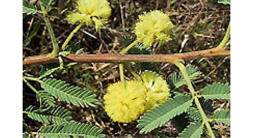 Prickly acacia