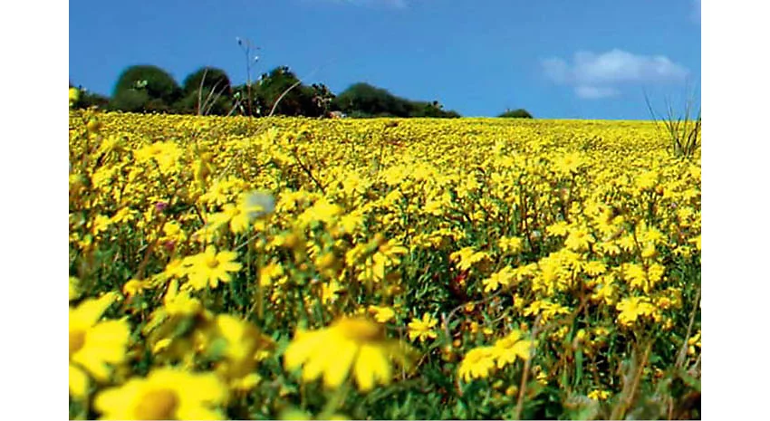 Ragwort