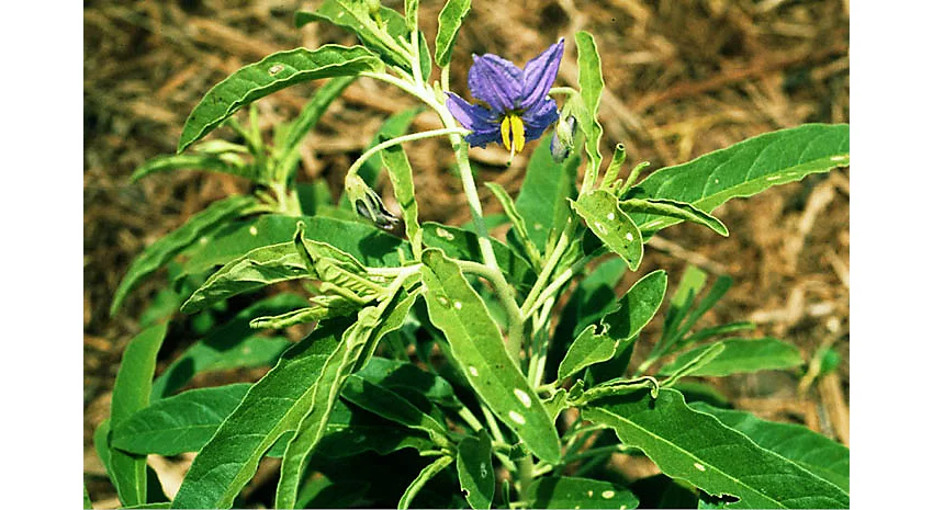 Silver-leaf nightshade