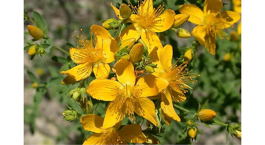 St Johns wort