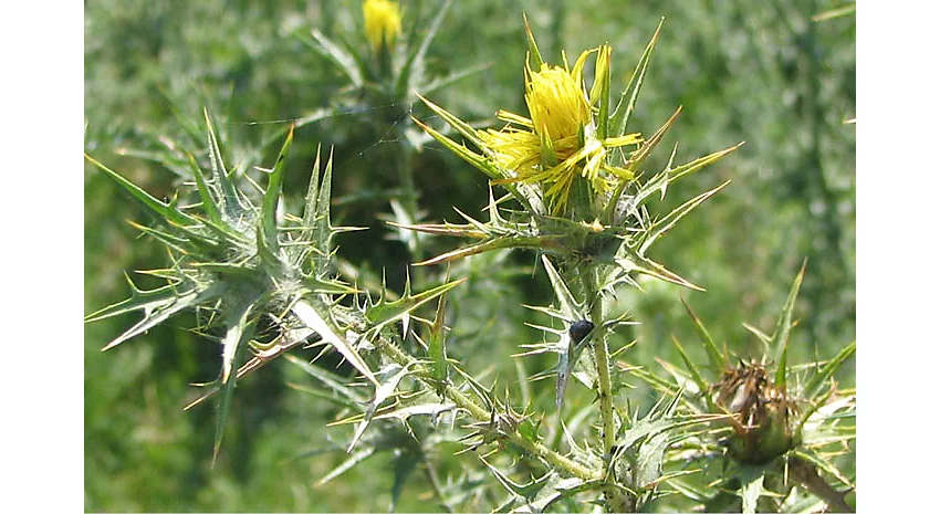 Thistles