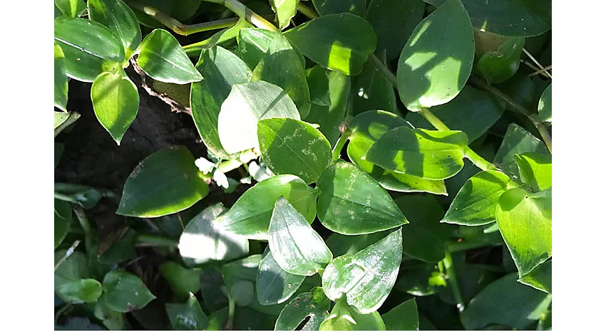 Wandering jew