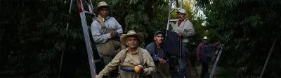 Trabajadores en un huerto de duraznos