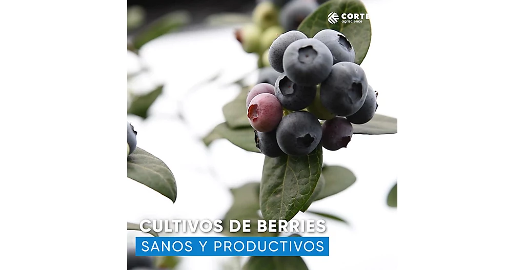 YDRAY-Berries-6.