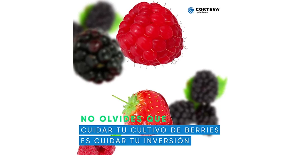 YDRAY-Berries-7