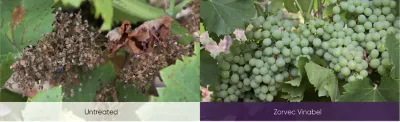 grape plant images treated and untreated side by side