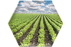 Use Arylex Active in a range of challenging weather conditions