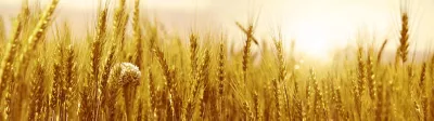Cereals_banner
