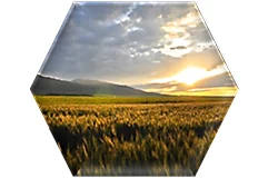 Complete freedom to rotate crops