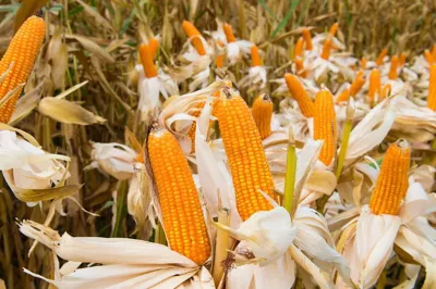 jpg/corn111y4ge.jpg