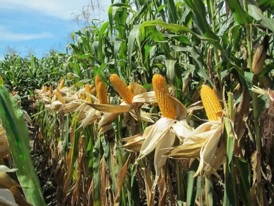 corn field