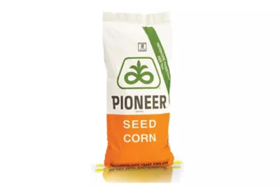corn seeds