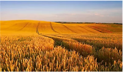 crop protected