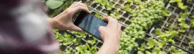 Smartphone taking photo of plants