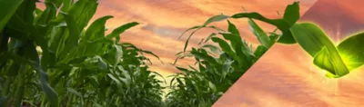 LaDiva