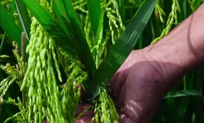 hands on rice seeds