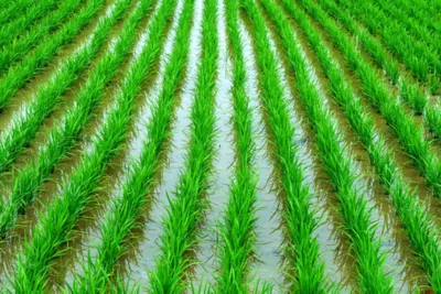 Sembradío de arroz