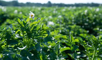 field of cereals