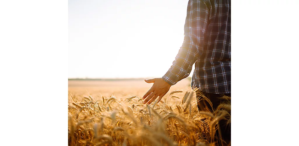hand in cereals crop 