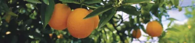 Citrus Beauty