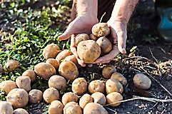 Potato harvesting