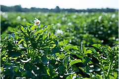  Maximize Yield Protection Seedling