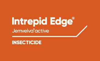 Intrepid Edge Jemvelva active