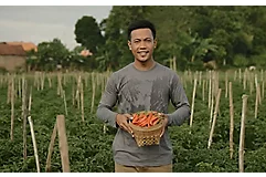 Male farmer checking tomato plant