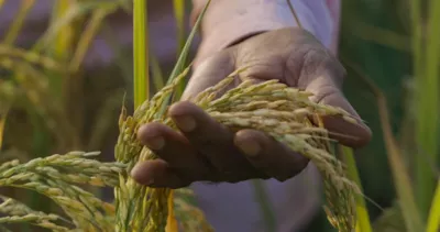 rice seeds product tillers