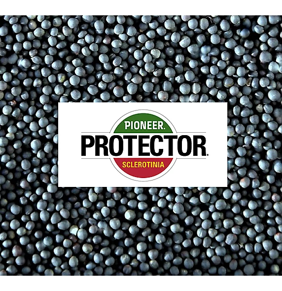 Mieszańce Protector®  Sclerotinia