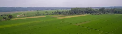 Farmer in field planting crop