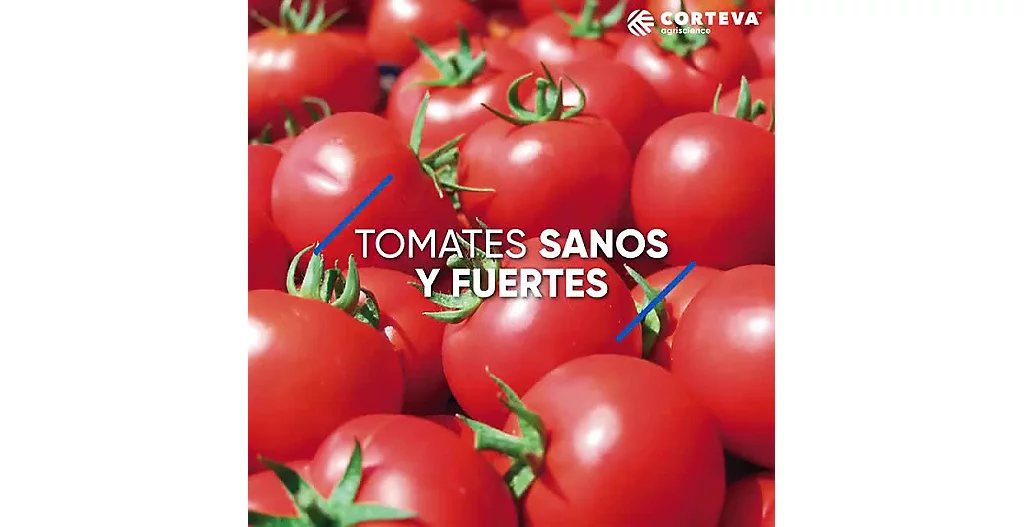 tomate 2.