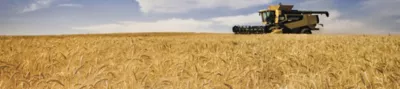 Wheatfield Desktop