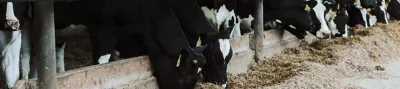 Head-strefa-kiszonki