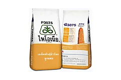 ไพโอเนีย P3875