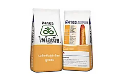ไพโอเนีย P4163